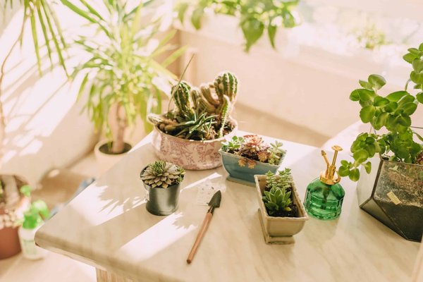 Décoration intérieure avec la pampa: comment faire ?