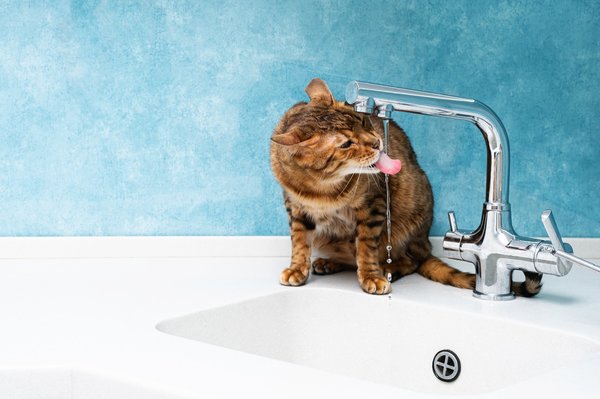 Comment choisir la fontaine à eau idéale pour les besoins de votre chat?