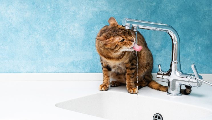 Comment choisir la fontaine à eau idéale pour les besoins de votre chat?